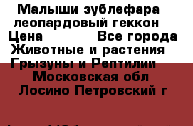 Малыши эублефара ( леопардовый геккон) › Цена ­ 1 500 - Все города Животные и растения » Грызуны и Рептилии   . Московская обл.,Лосино-Петровский г.